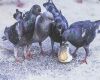 pigeons eating some bread