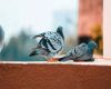 Pigeons sitting on elevated walls