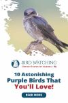 10 Astonishing Purple Birds That You'll Love! Thumbnail
