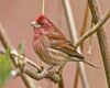 a purple finch is sitting on a branch