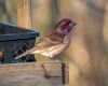 purple finch sitting on a feeder