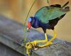 purple gallinule eating