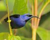 purple honey creeper sitting on a branch