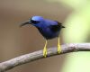 honey creeper sitting on a branch