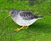 purple sandpiper on the ground