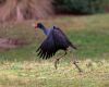 purple swamphen running on the ground