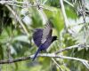 a purplish jay sitting on a branch