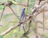 varied bunting sitting on a branch