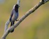 a violaceous jay sitting on a branch