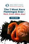 The 7 Most Rare Flamingos Ever: Black, Green, Albino, Blue? Thumbnail