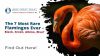 The 7 Most Rare Flamingos Ever: Black, Green, Albino, Blue? Thumbnail