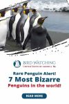 Rare Penguin Alert! 7 Most Bizarre Penguins in the world! Thumbnail