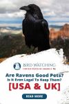 Are Ravens good pets? Is it even legal to keep them? (USA & UK) Thumbnail