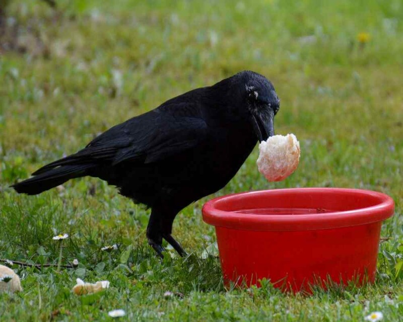 Are Ravens good pets? Is it even legal to keep them? (USA & UK)