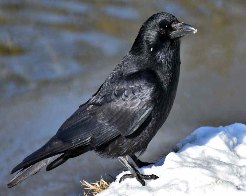 Are Ravens good pets? Is it even legal to keep them? (USA & UK)