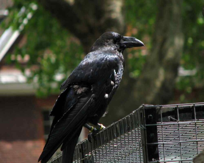 Are Ravens good pets? Is it even legal to keep them? (USA & UK)