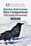 Ravens and Crows Size Comparison [23 Cool Pictures] Thumbnail