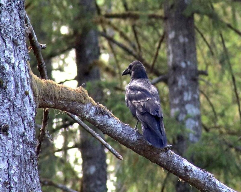 Ravens and Crows Size Comparison [23 Cool Pictures]