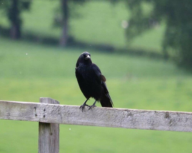 Ravens and Crows Size Comparison [23 Cool Pictures]