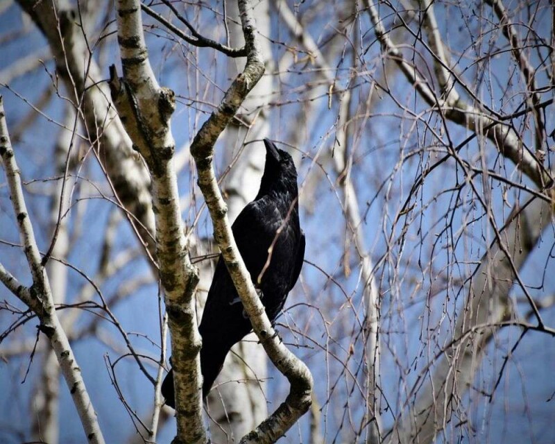 Ravens and Crows Size Comparison [23 Cool Pictures]