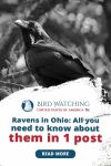 Ravens In Ohio: All You Need to Know About Them In One Post Thumbnail