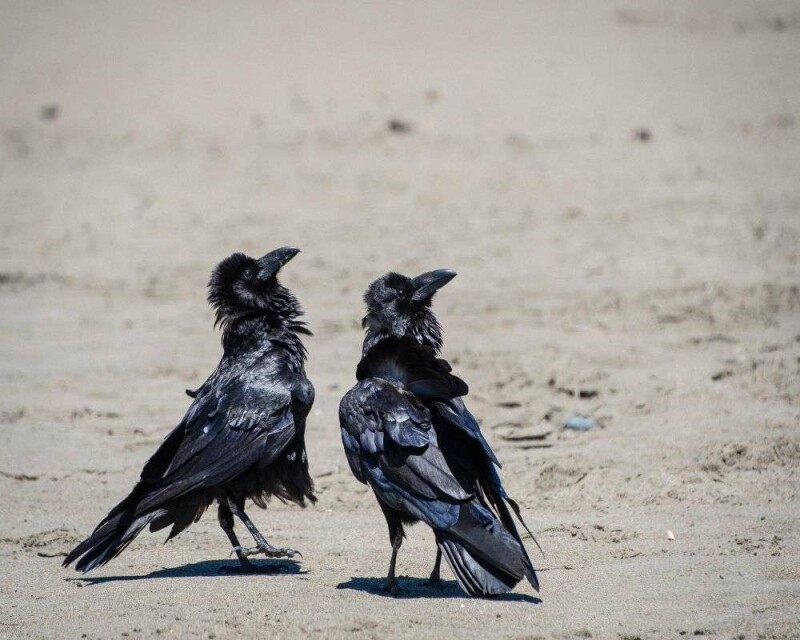 Ravens In Ohio All You Need to Know About Them In One Post