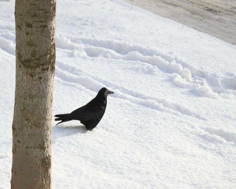 Ravens In Ohio All You Need to Know About Them In One Post