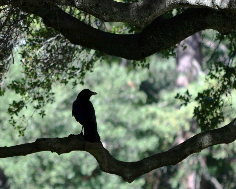 Ravens In Ohio All You Need to Know About Them In One Post