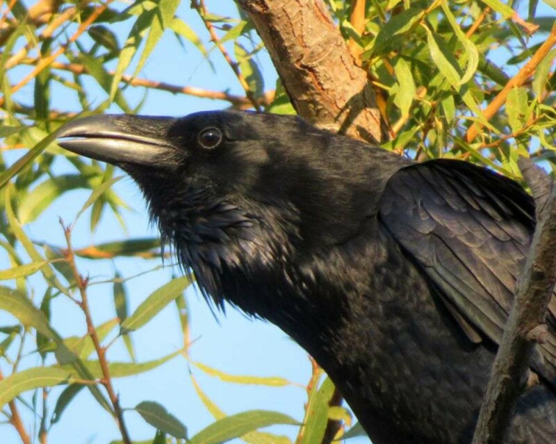 Ravens In Ohio All You Need to Know About Them In One Post