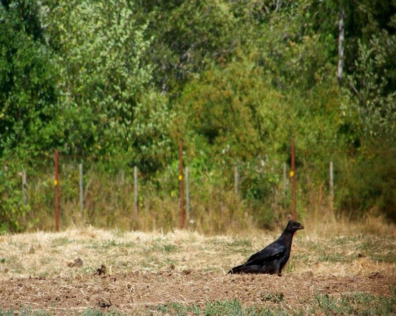 Ravens In Ohio All You Need to Know About Them In One Post