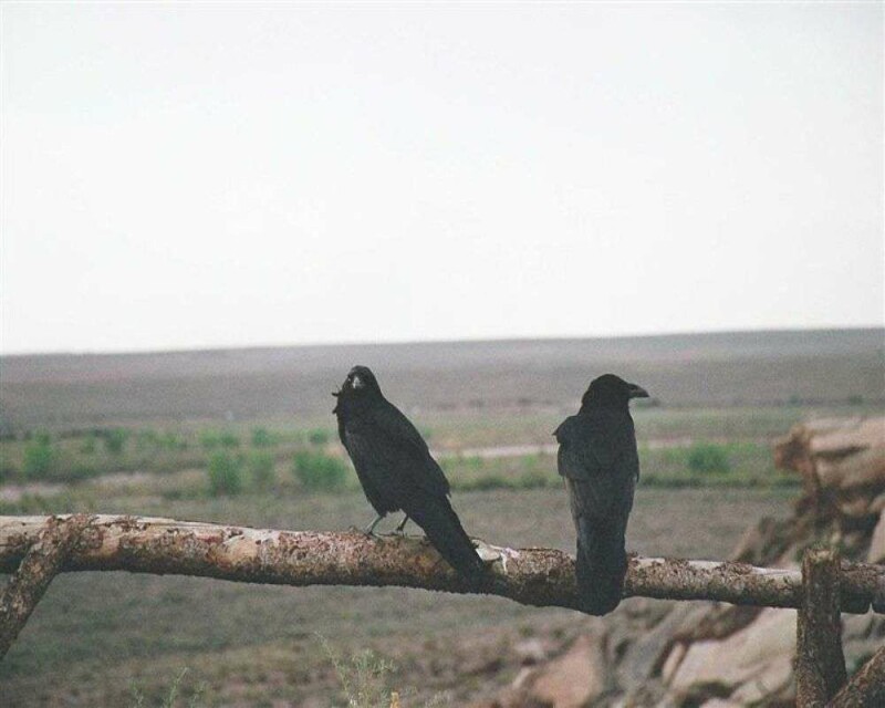 Ravens In Ohio All You Need to Know About Them In One Post