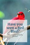 Have you seen a Red Bird? This is what it Really Means! Thumbnail