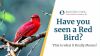 Have you seen a Red Bird? This is what it Really Means! Thumbnail
