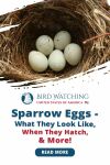 Sparrow Eggs: What They Look Like, When They Hatch, & More! Thumbnail
