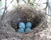 abandoned sparrow nest