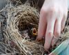 baby sparrow bird