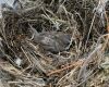 a baby sparrow in nest