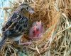 female sparrow in nest