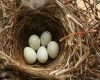 five sparrow eggs
