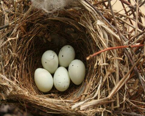 house sparrow eggs house sparrow eggs