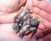 sparrow chicks in hand