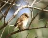 a sparrow guarding the nest