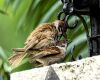 sparrows mating