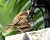 sparrows mating