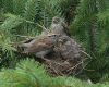 sparrow with baby sparrows