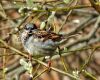 a sparrow with nesting material