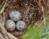 three sparrow eggs