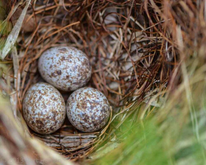 House Sparrow Eggs At Dominic Chumleigh Blog