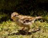 a young sparrow chick