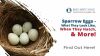 Sparrow Eggs: What They Look Like, When They Hatch, & More! Thumbnail